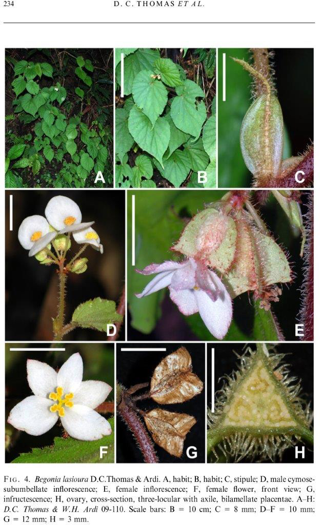 B. lasioura